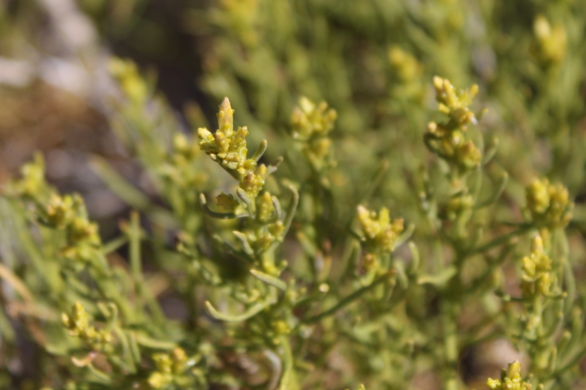 Ericameria laricifolia