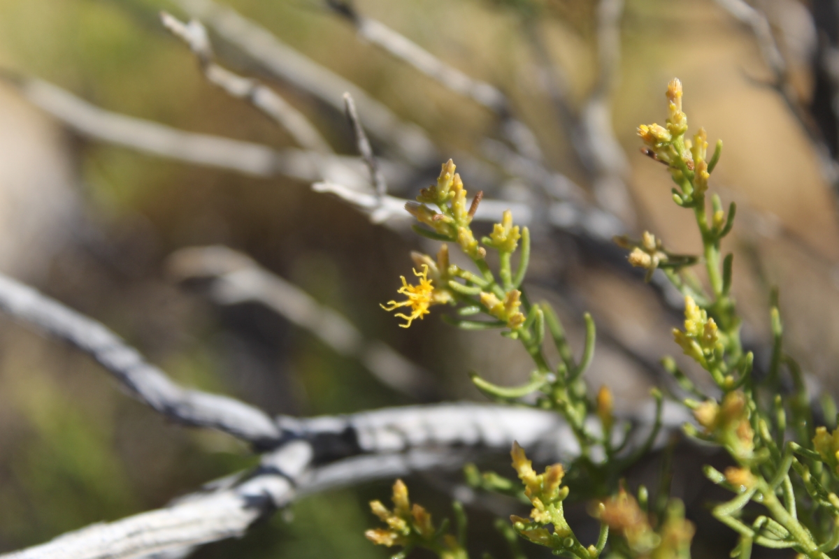 Ericameria laricifolia