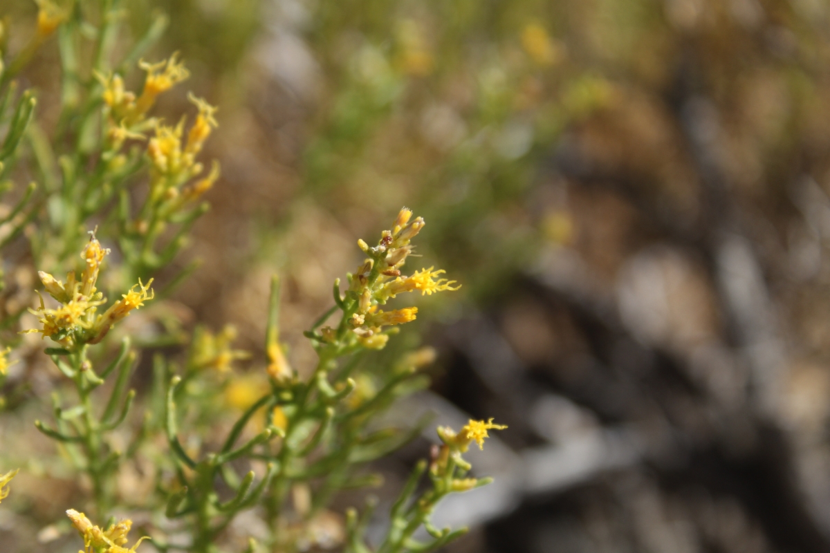 Ericameria laricifolia