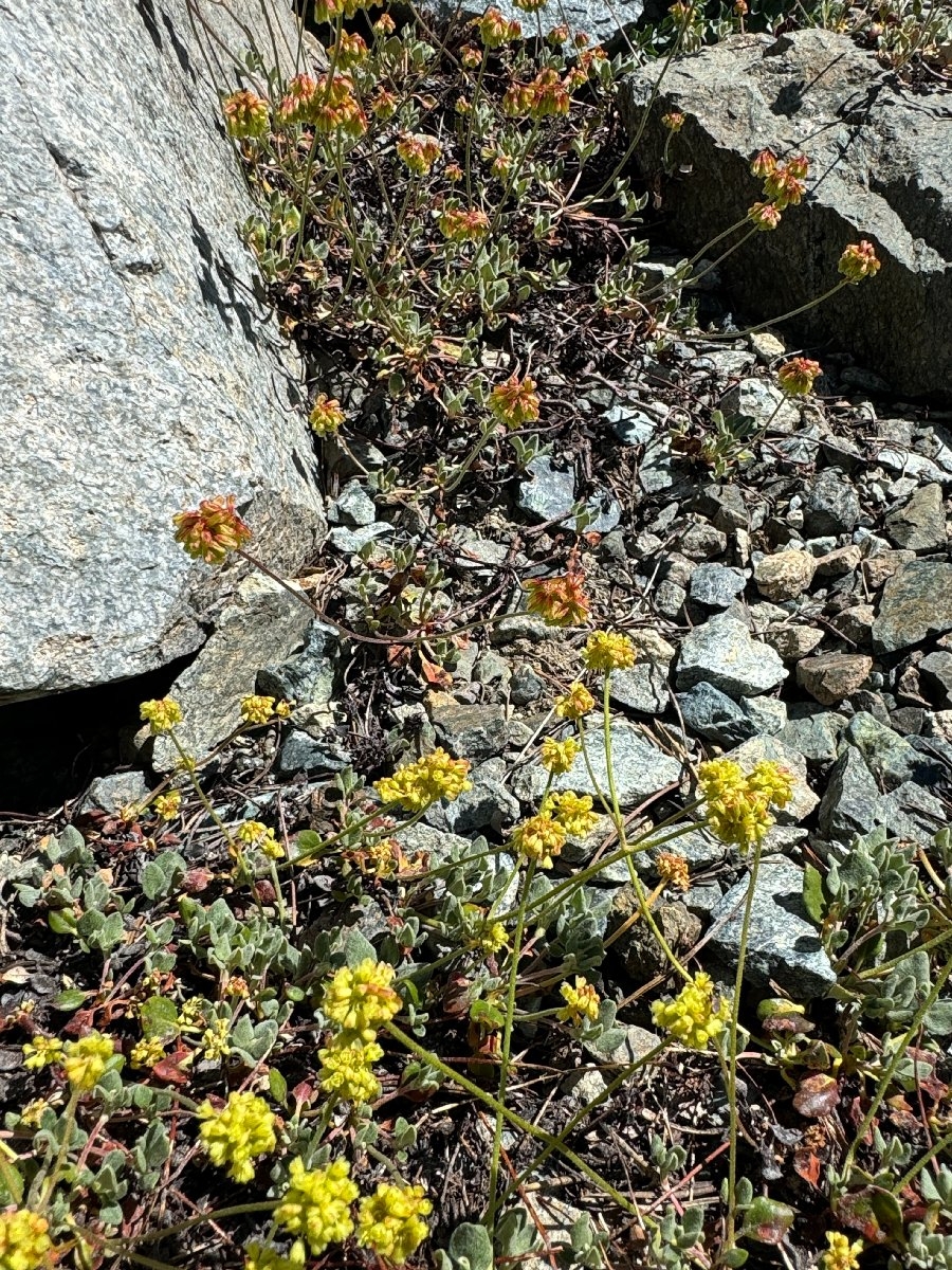 Eriogonum marifolium var. marifolium