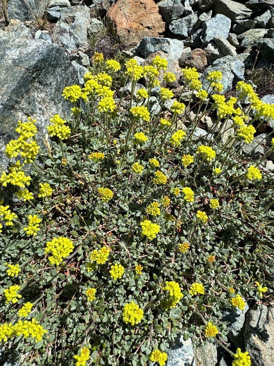 Eriogonum umbellatum var. humistratum