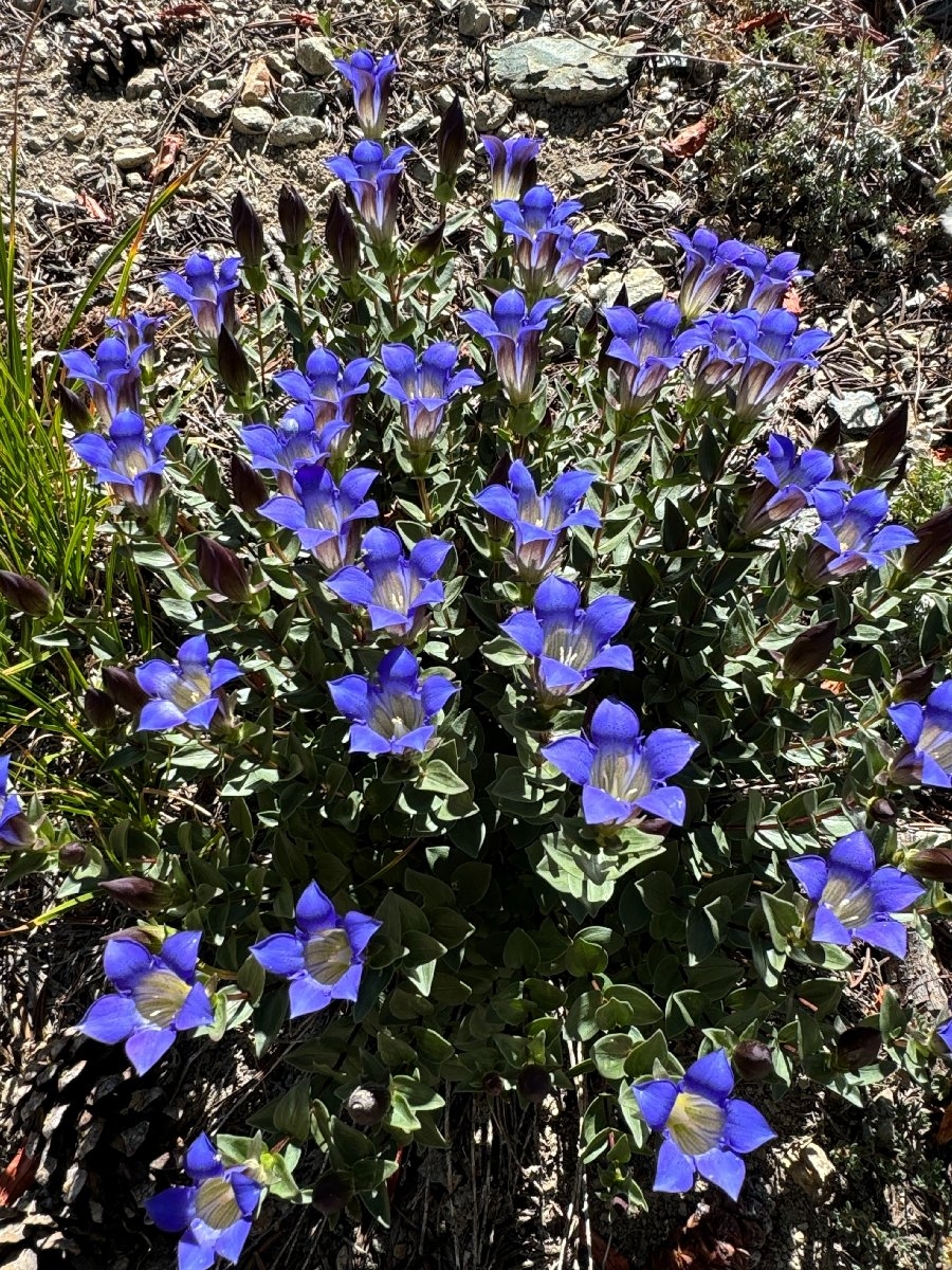 Gentiana calycosa