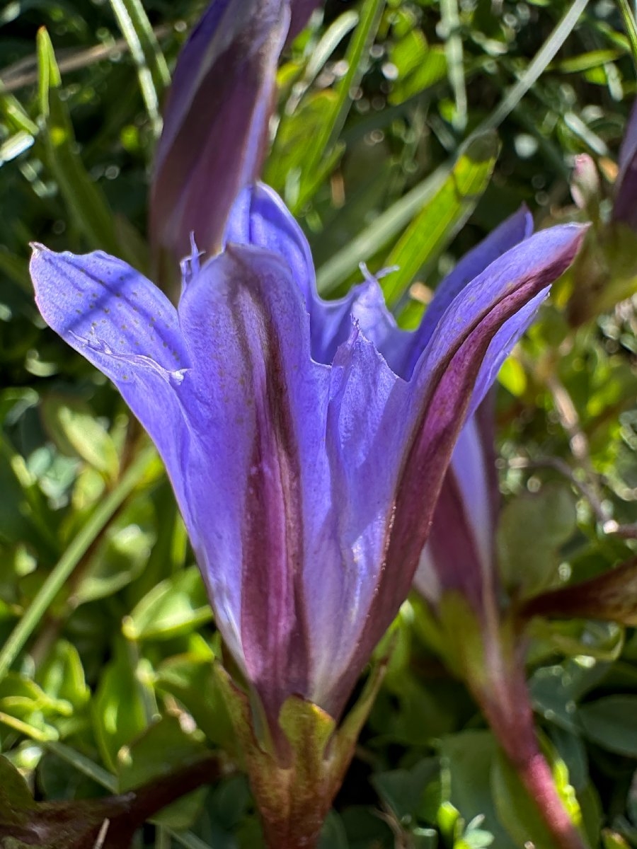 Gentiana newberryi var. newberryi