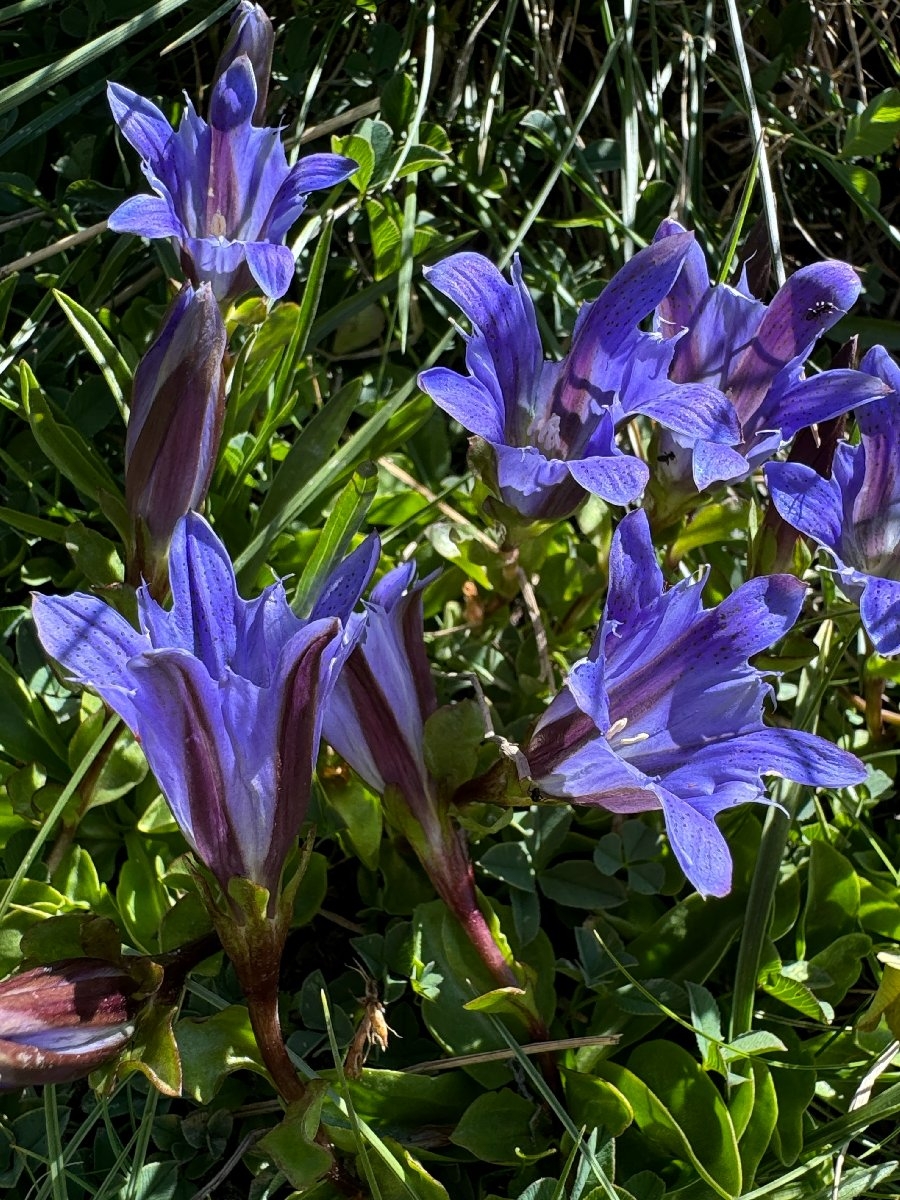 Gentiana newberryi var. newberryi