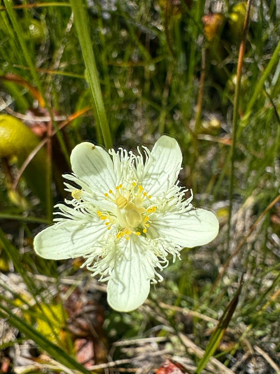 Parnassia cirrata var. intermedia