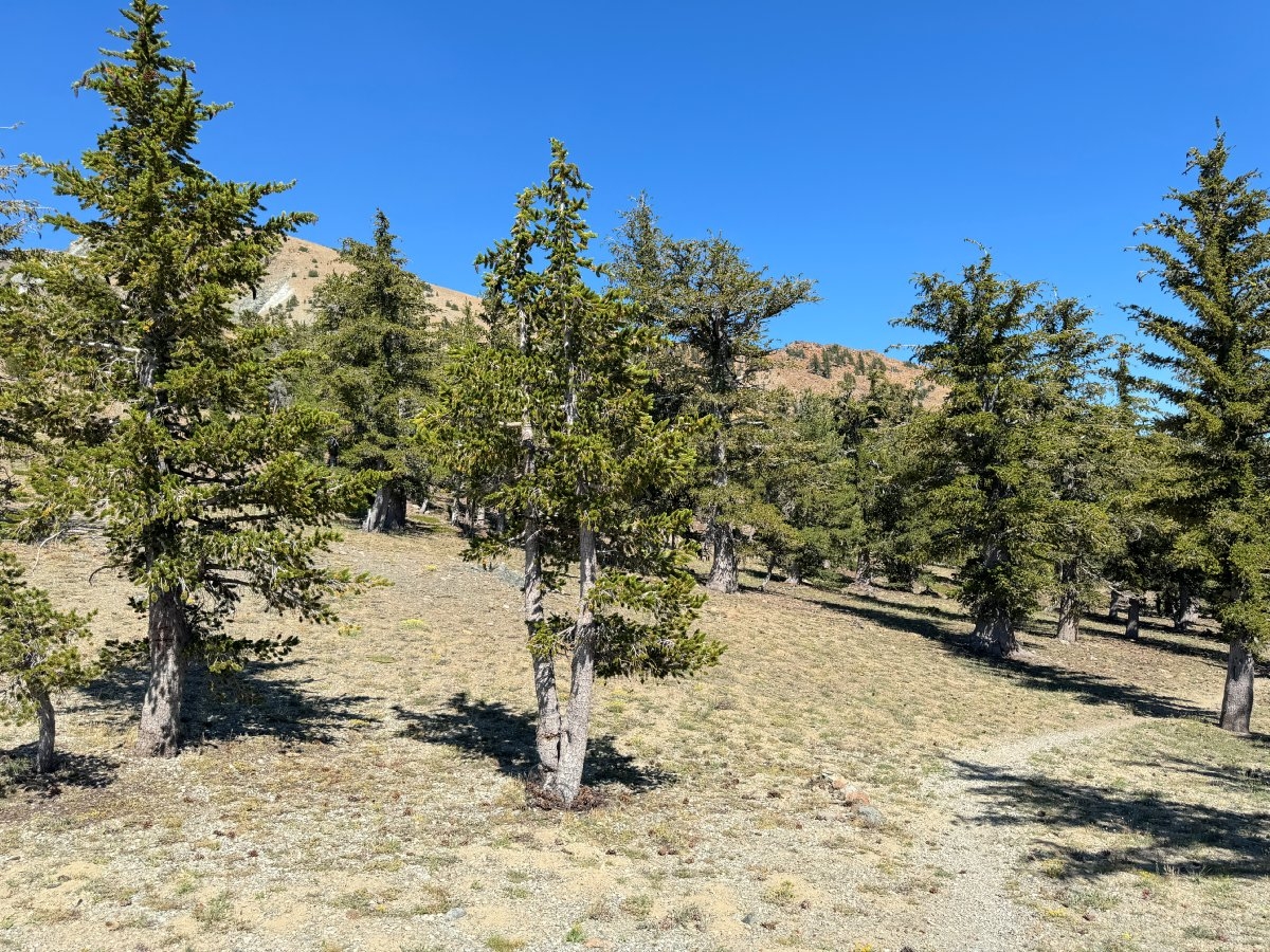 Pinus balfouriana ssp. balfouriana