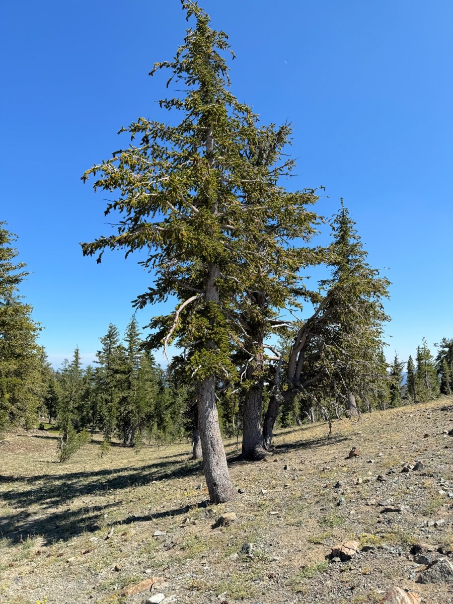 Pinus balfouriana ssp. balfouriana