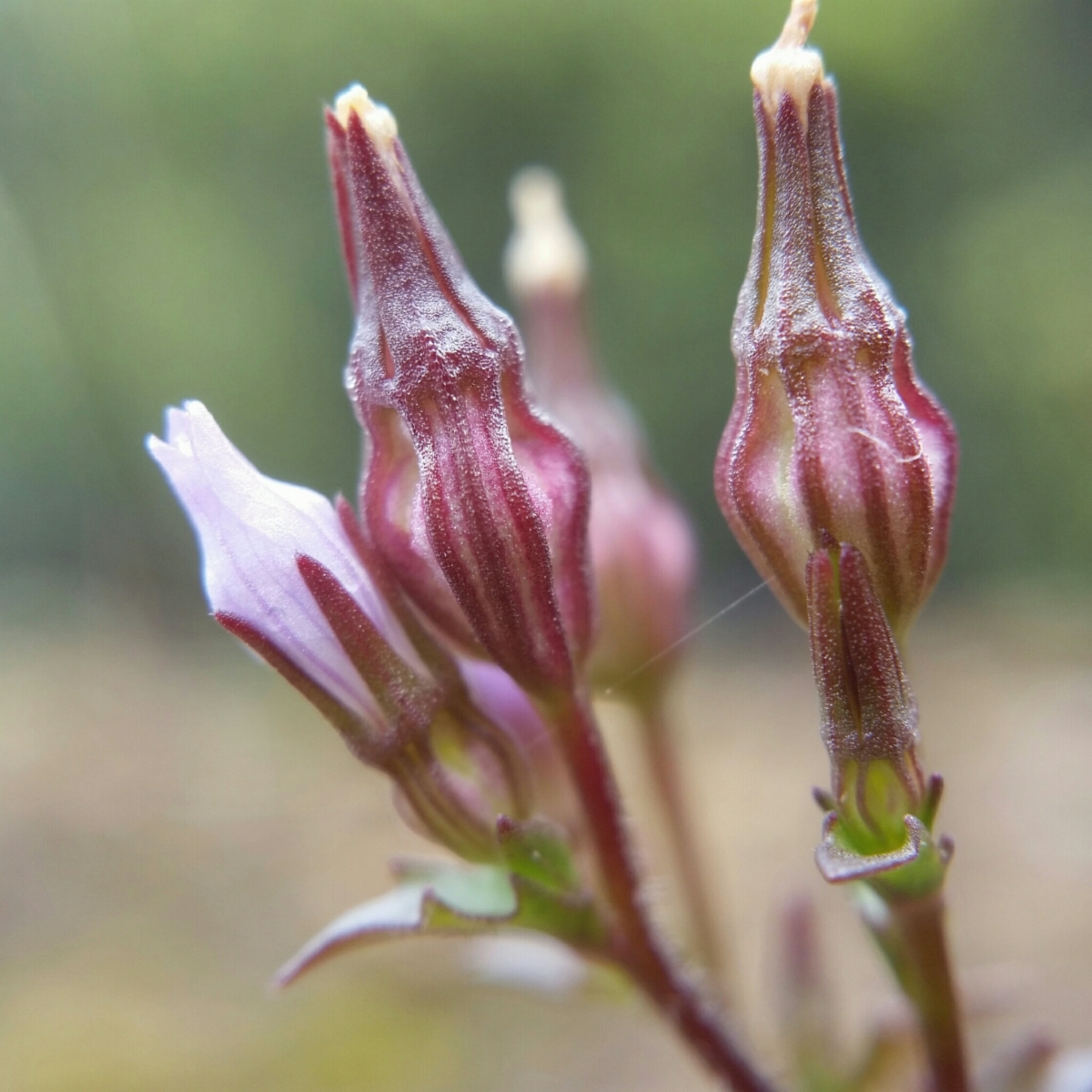 Campanula angustiflora