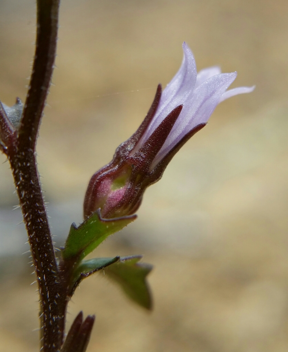 Campanula angustiflora