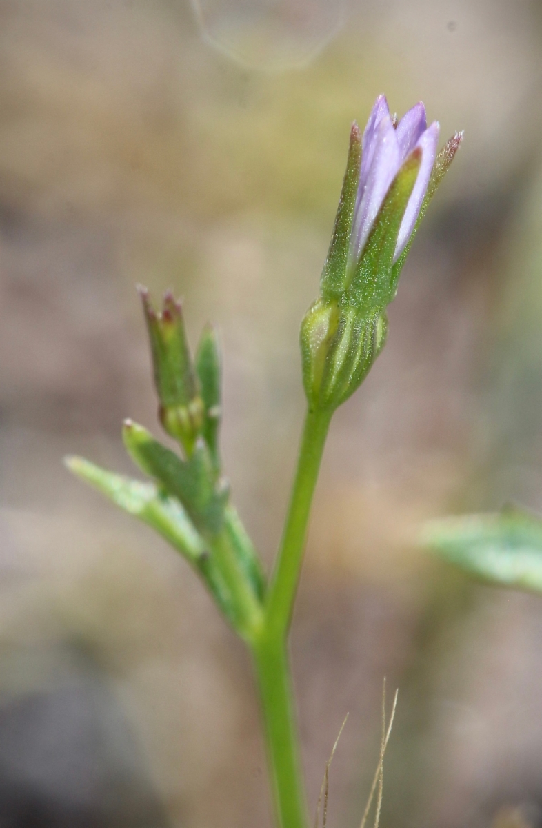 Campanula angustiflora