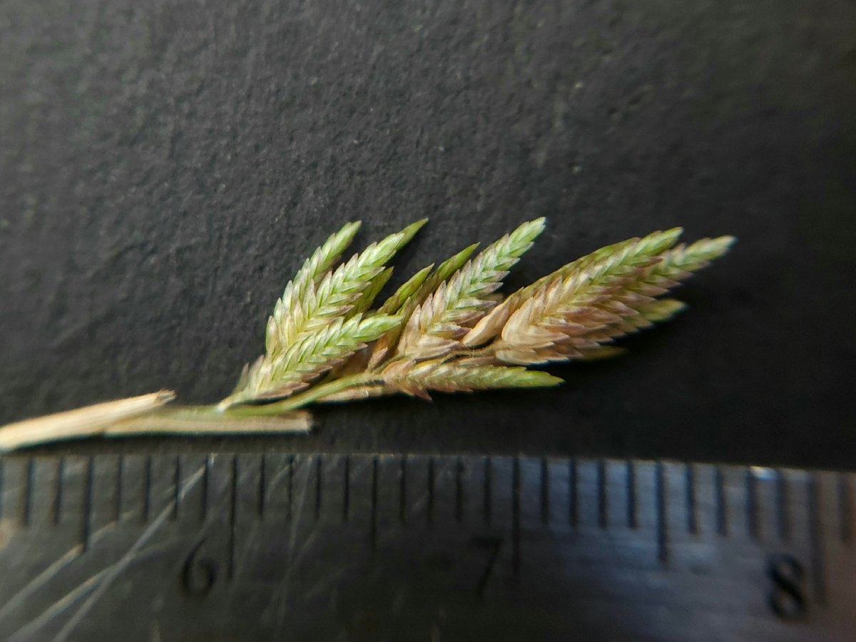 Eragrostis hypnoides