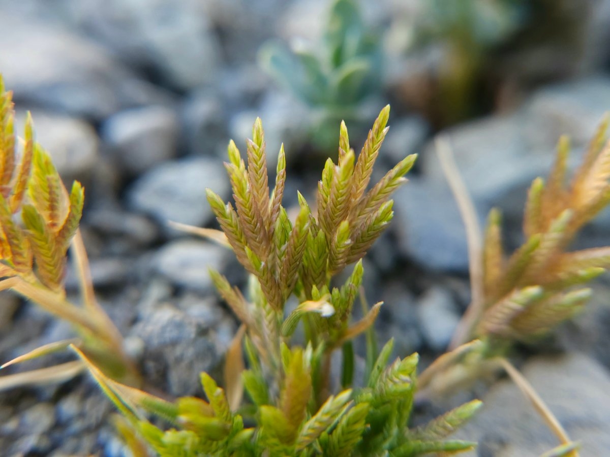 Eragrostis hypnoides