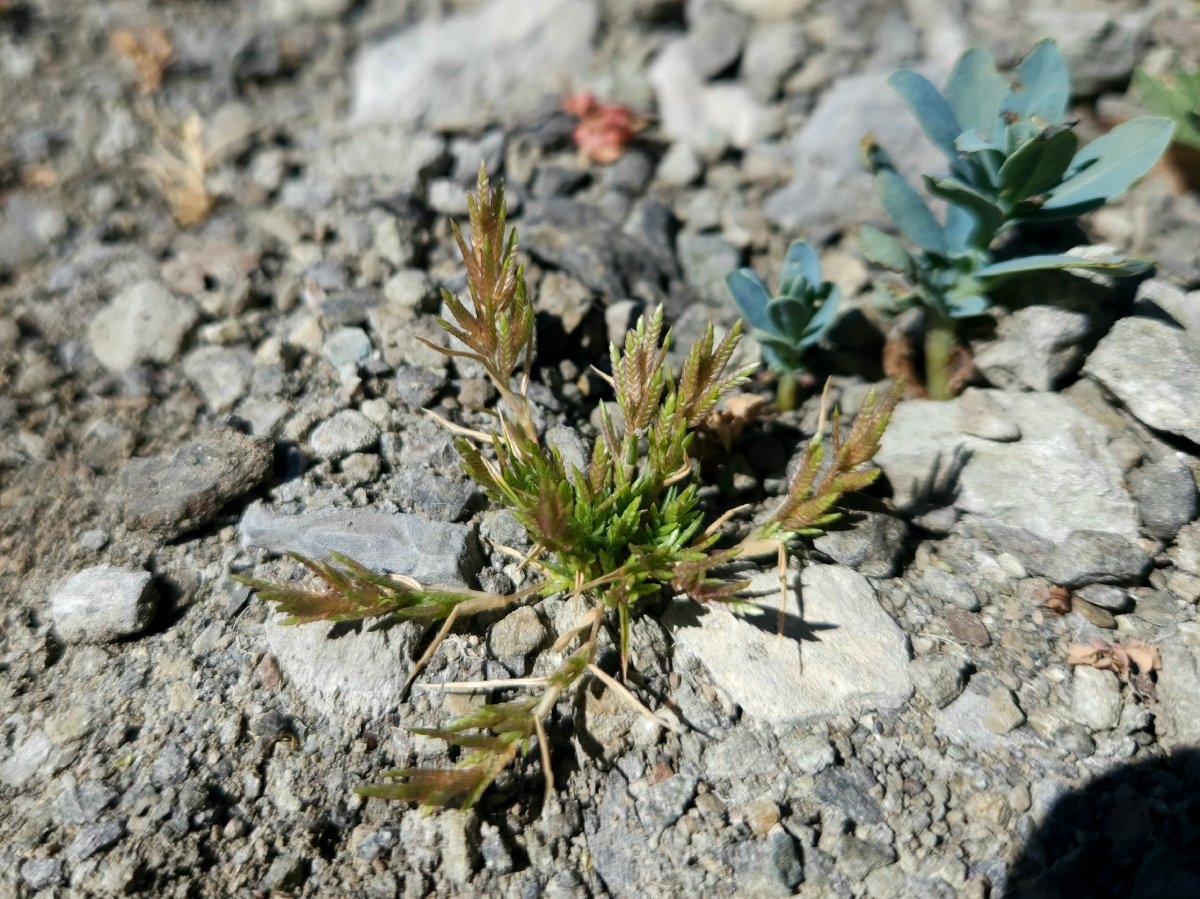 Eragrostis hypnoides