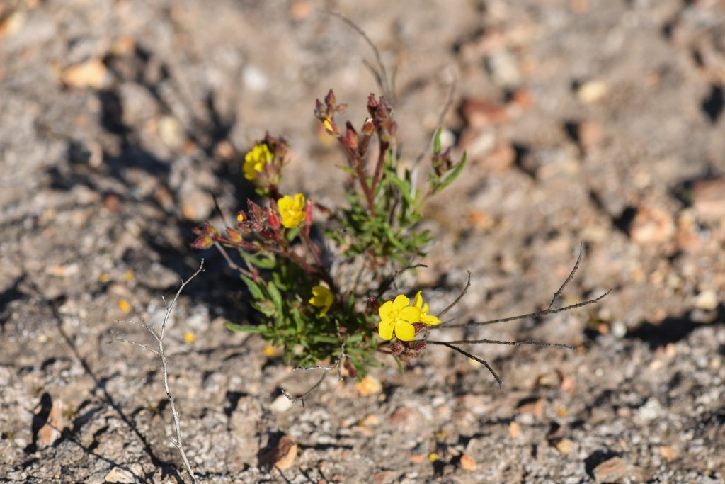 Crocanthemum greenei