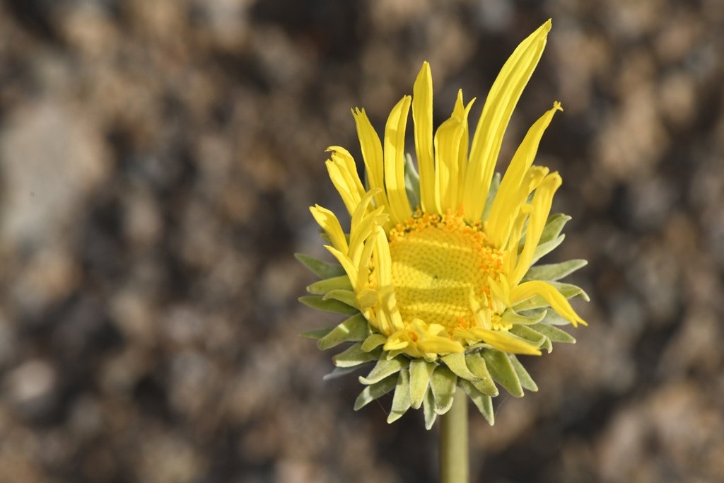 Enceliopsis covillei