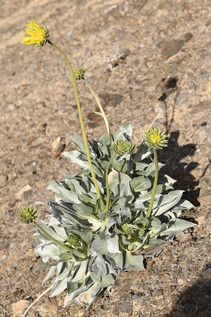 Enceliopsis covillei