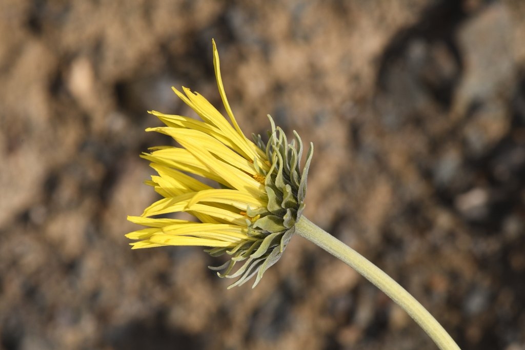 Enceliopsis covillei