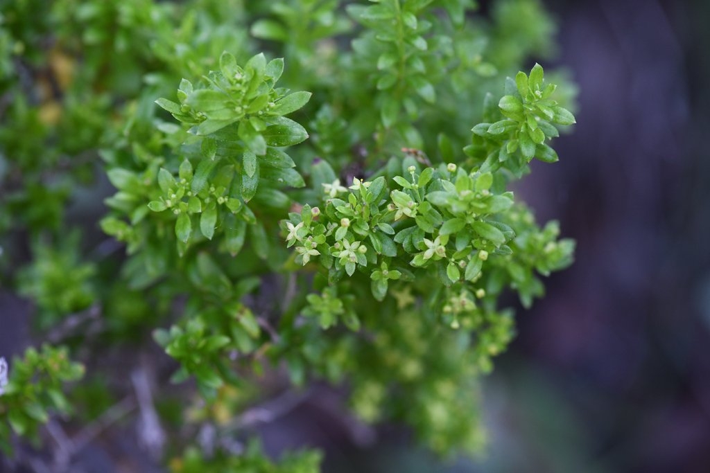 Galium buxifolium