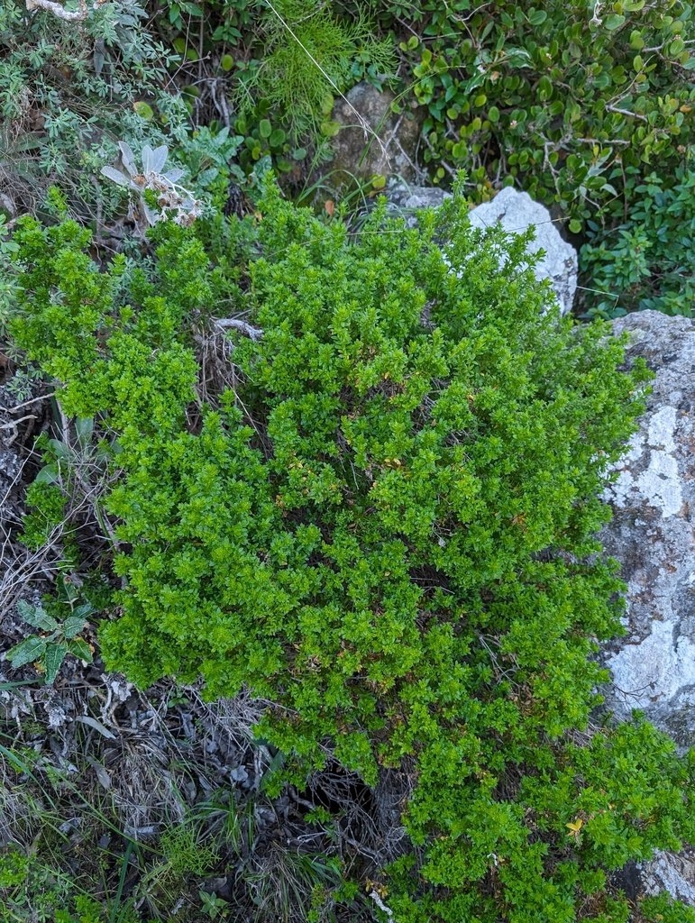 Galium buxifolium