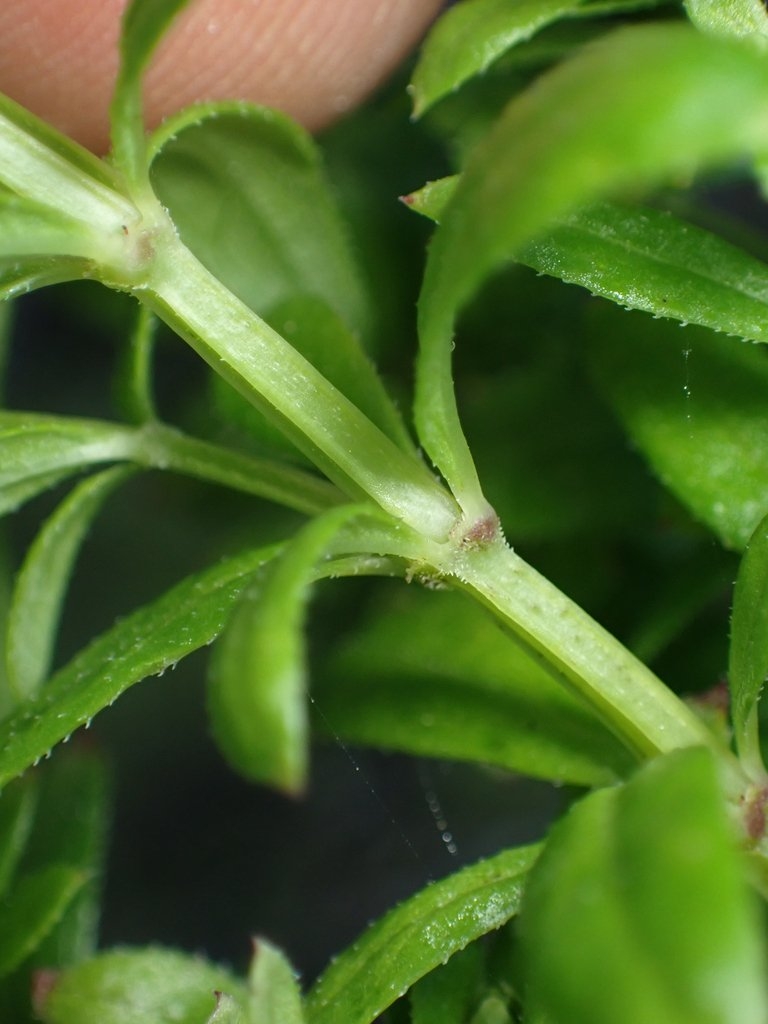 Galium buxifolium