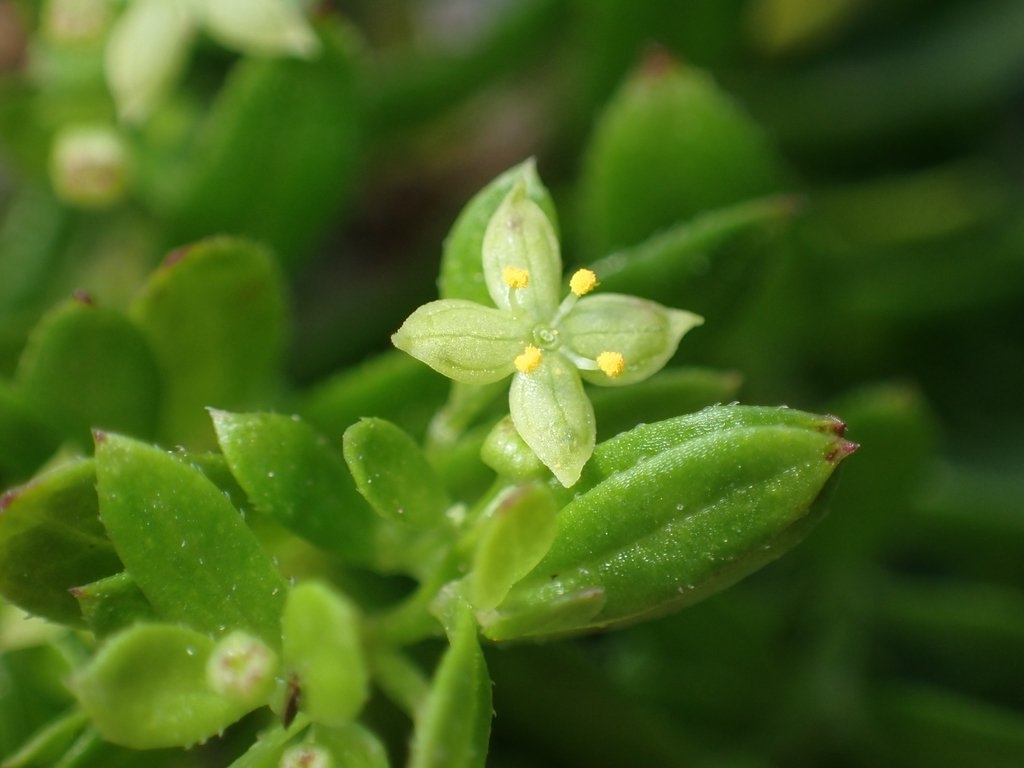 Galium buxifolium