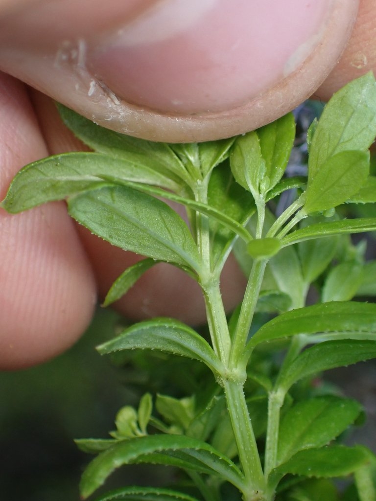 Galium buxifolium