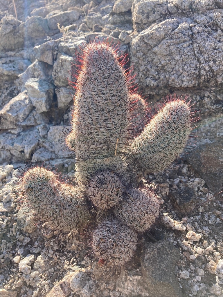 Mammillaria grahamii