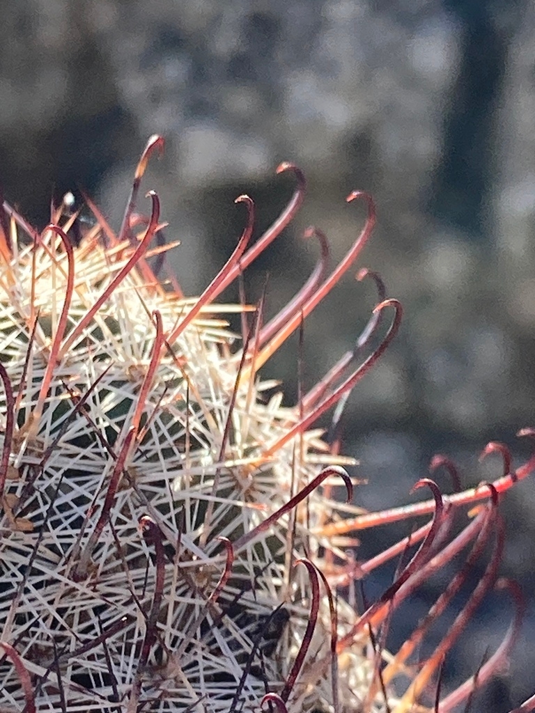 Mammillaria grahamii