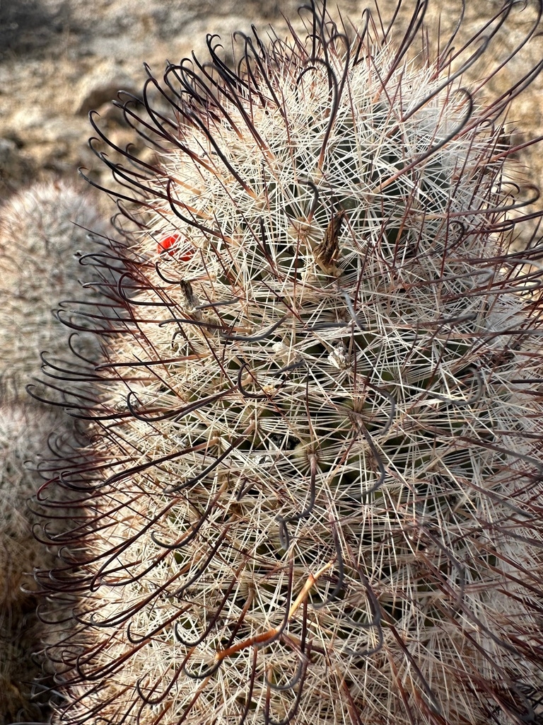 Mammillaria grahamii