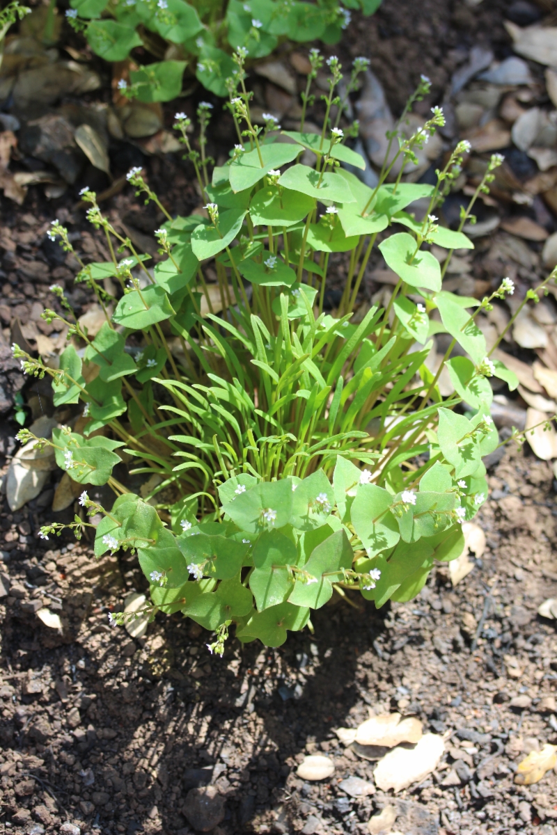 Claytonia parviflora ssp. parviflora