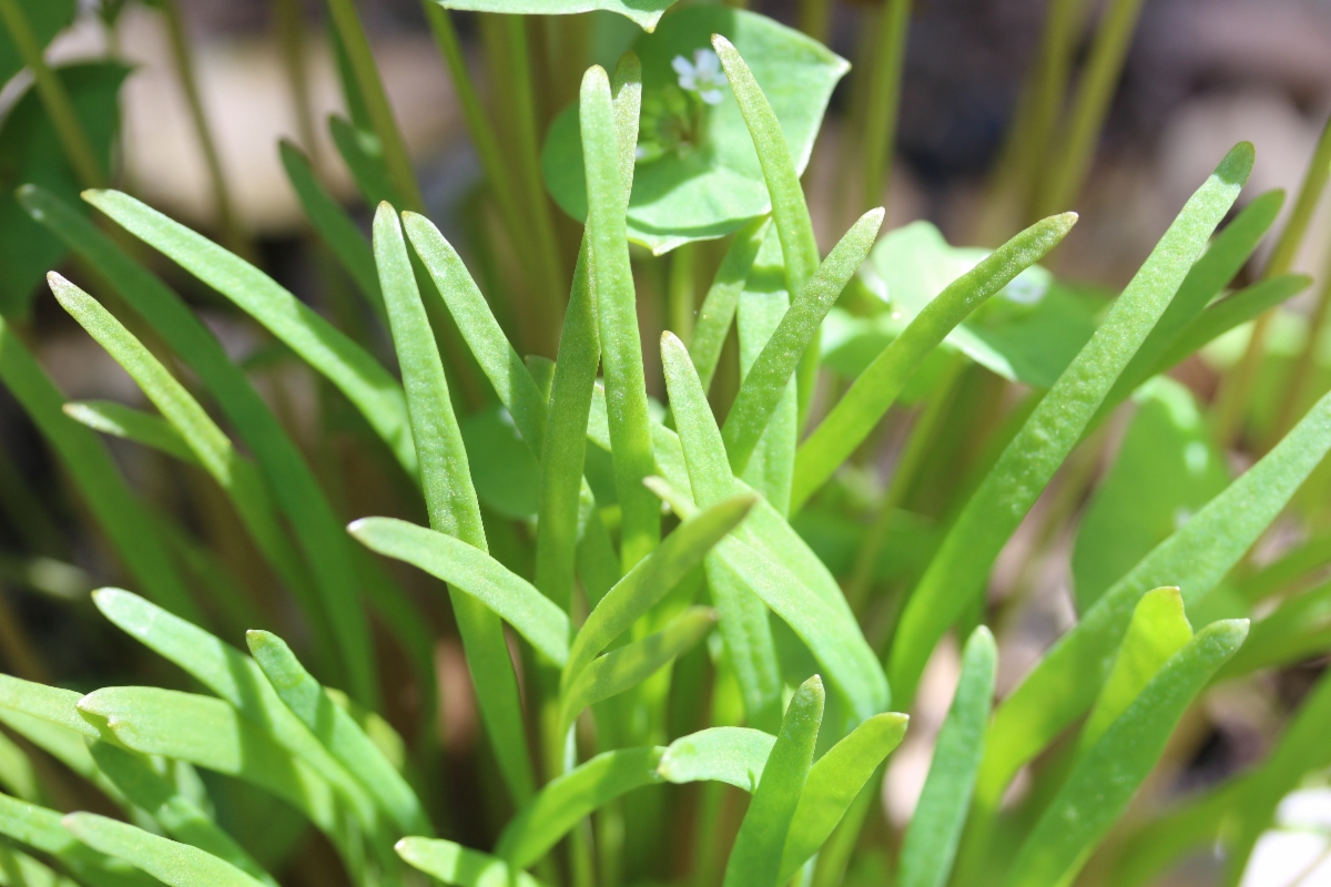 Claytonia parviflora ssp. parviflora