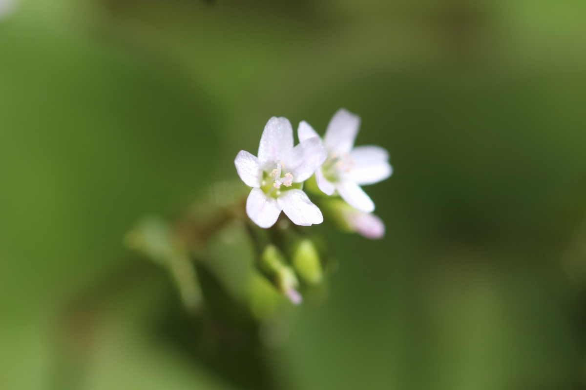 Claytonia parviflora ssp. parviflora