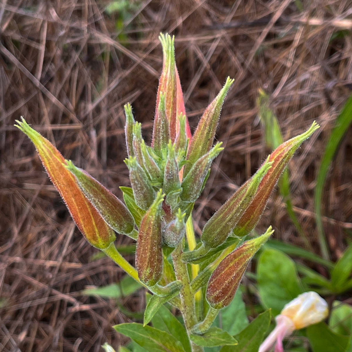 Oenothera wolfii