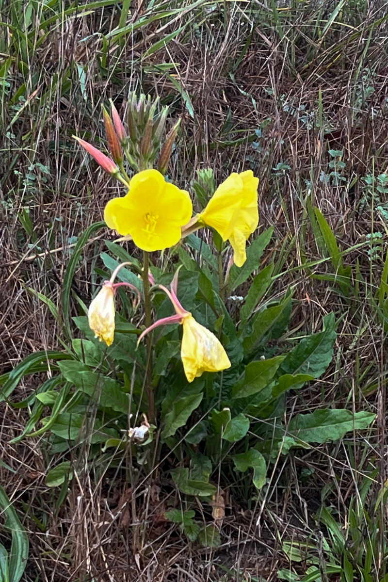 Oenothera wolfii