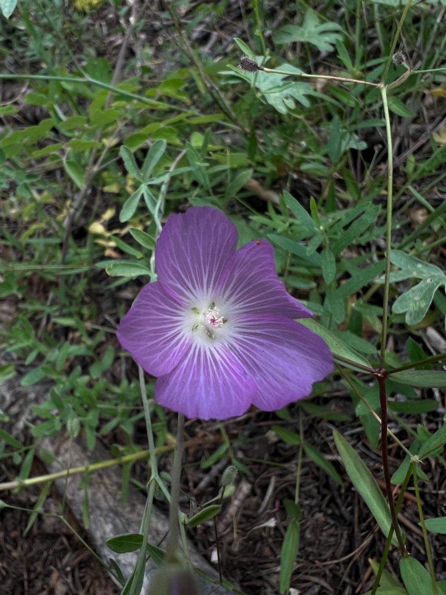 Geranium californicum