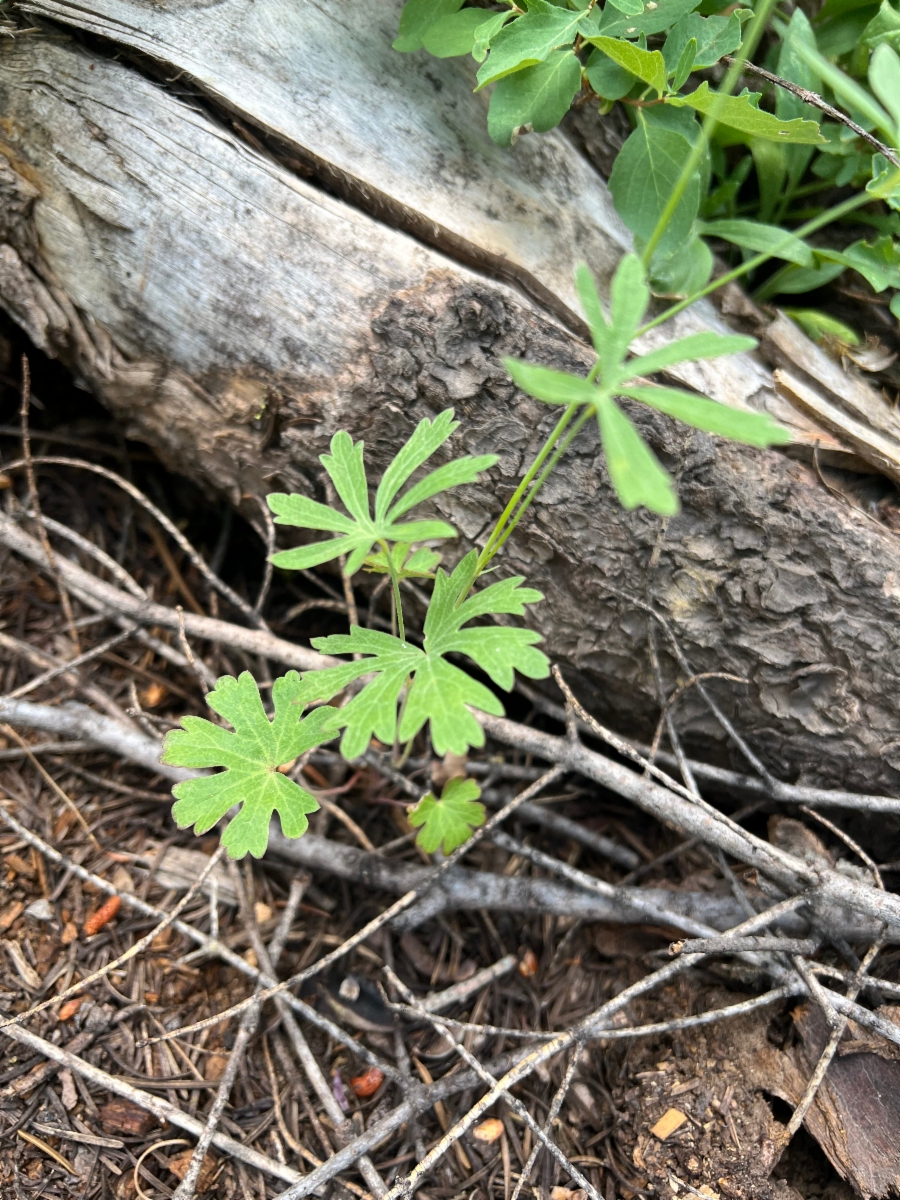 Geranium californicum