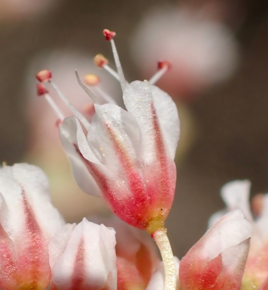 Eriogonum nummulare