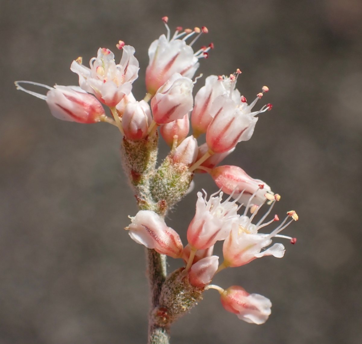 Eriogonum nummulare