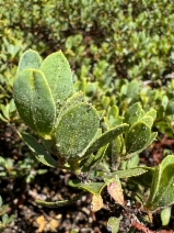 Arctostaphylos klamathensis