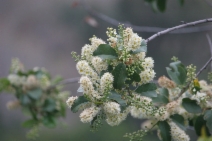 Prunus ilicifolia ssp. lyonii