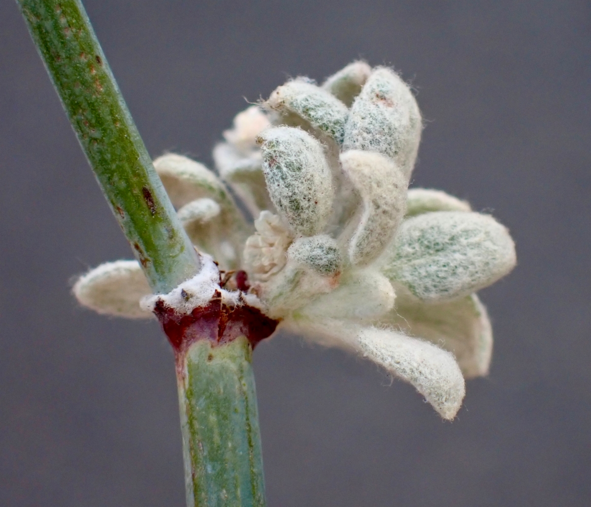 Eriogonum nudum var. murinum