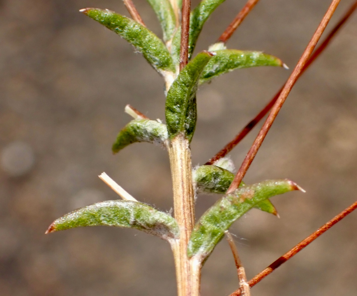 Lessingia leptoclada