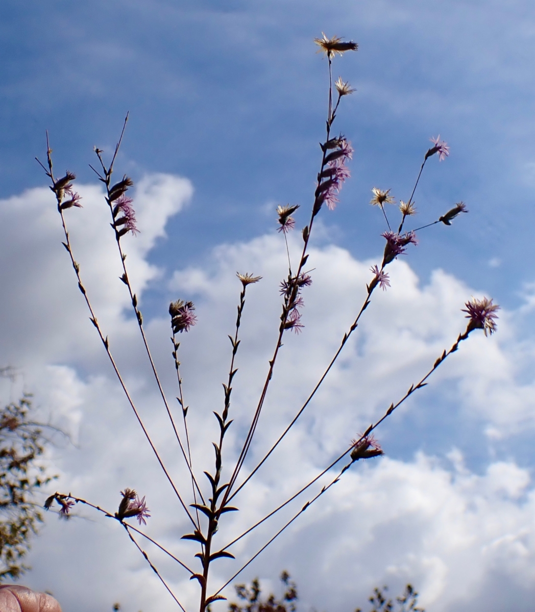 Lessingia leptoclada