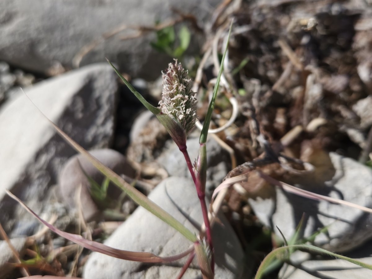 Crypsis schoenoides