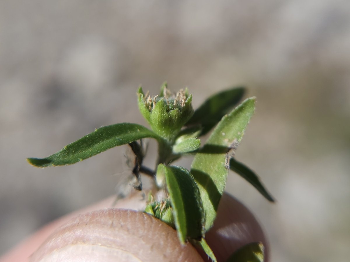 Eclipta prostrata