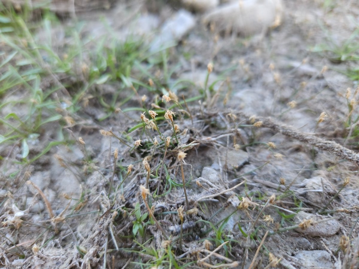 Eleocharis acicularis var. acicularis