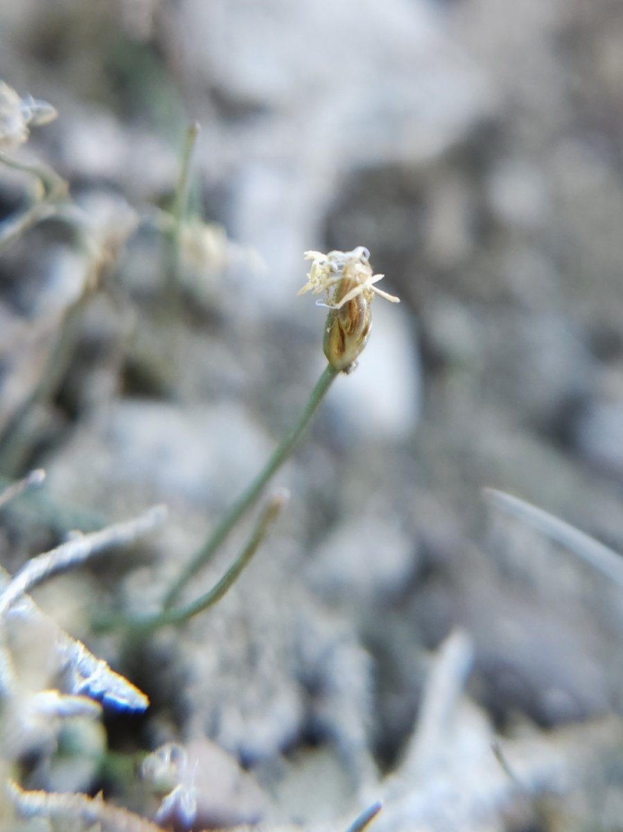 Eleocharis acicularis var. acicularis