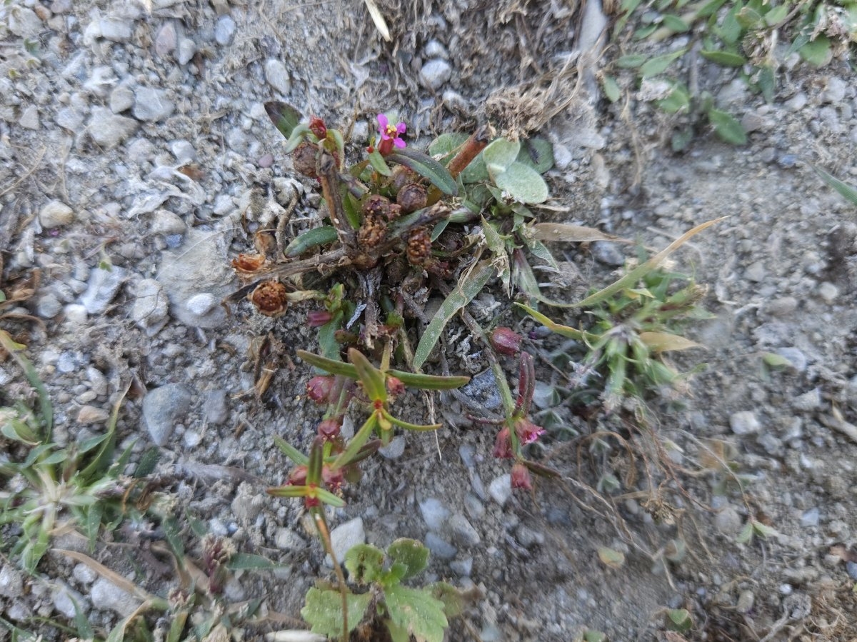 Ammannia coccinea