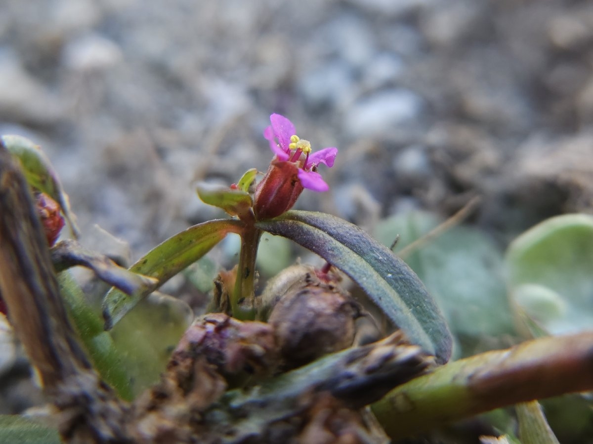 Ammannia coccinea