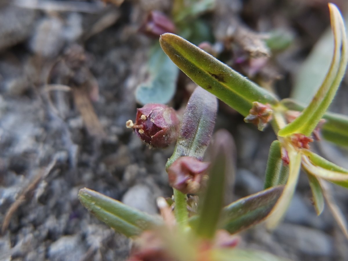 Ammannia coccinea